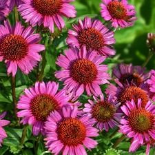 Echinacea Fatal Attraction Bare Roots  2