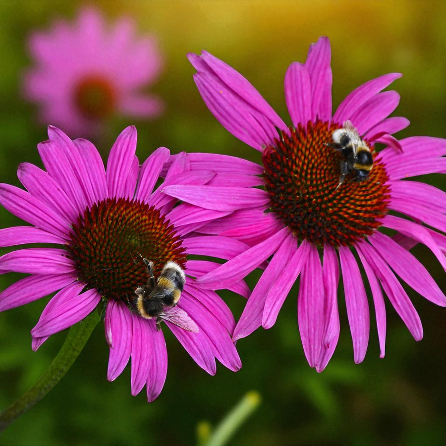 Echinacea Fatal Attraction Bare Roots  1