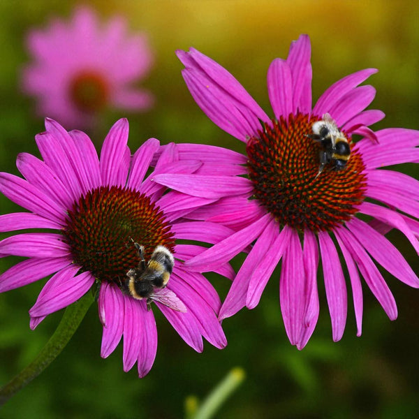 echinacea fatal attraction seeds Echinacea Fatal Attraction Bare Roots