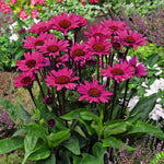 Verbena, Eryngium & Echinacea Bare Root Mix  4