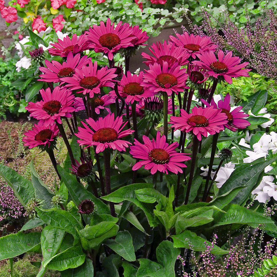 Verbena, Eryngium & Echinacea Bare Root Mix  4