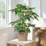 Fatsia Japonica  1