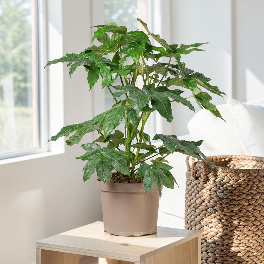 Fatsia Japonica  1