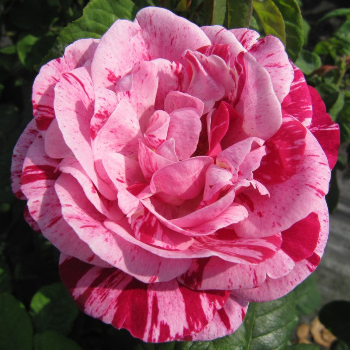 Ferdinand Pichard Rose Bush Pink Stripe Ferdinand Pichard 3