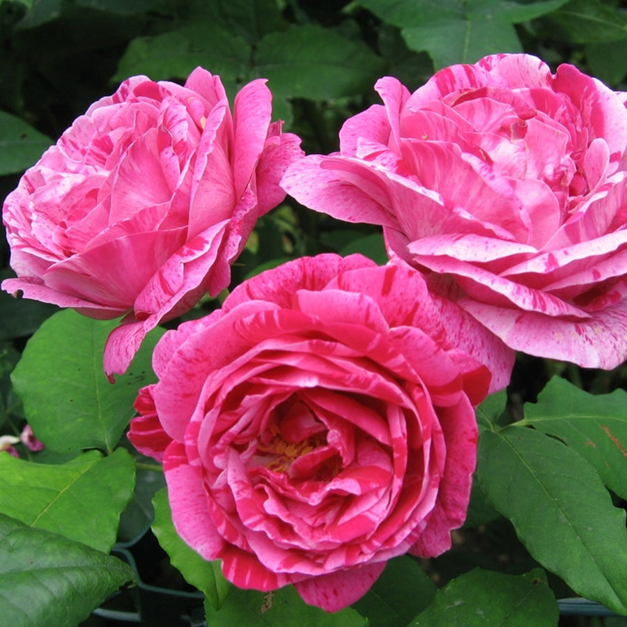 Ferdinand Pichard Rose Bush Pink Stripe Ferdinand_pichard_05_(1) 2