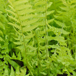 Fern Plant Mix  3