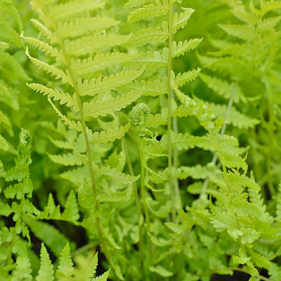 Fern Plant Mix  3