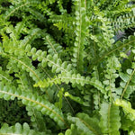 Fern Plant Mix  2
