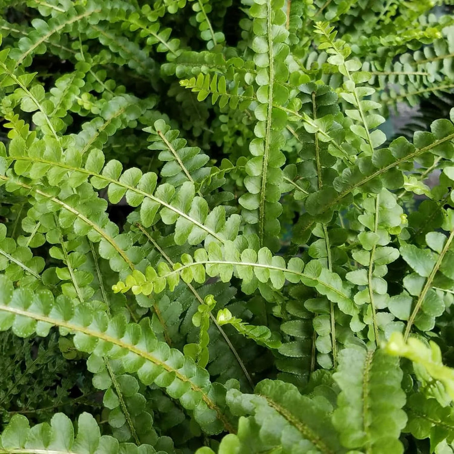 Fern Plant Mix  2
