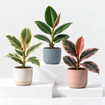 Ficus Elastica Mix  1