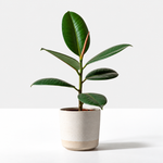 The Unkillable Houseplants - Tradescantia Nanouk, Cheese Plant & Rubber Plant  2