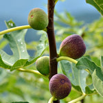 Fig Tree  5