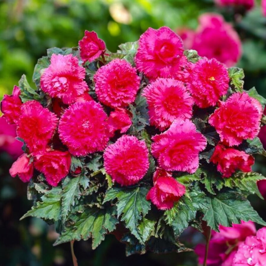 Begonia Fimbriata Tubers Mix  6