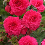 Begonia Fimbriata Tubers Mix  4
