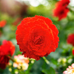 Begonia Fimbriata Tubers Mix  3