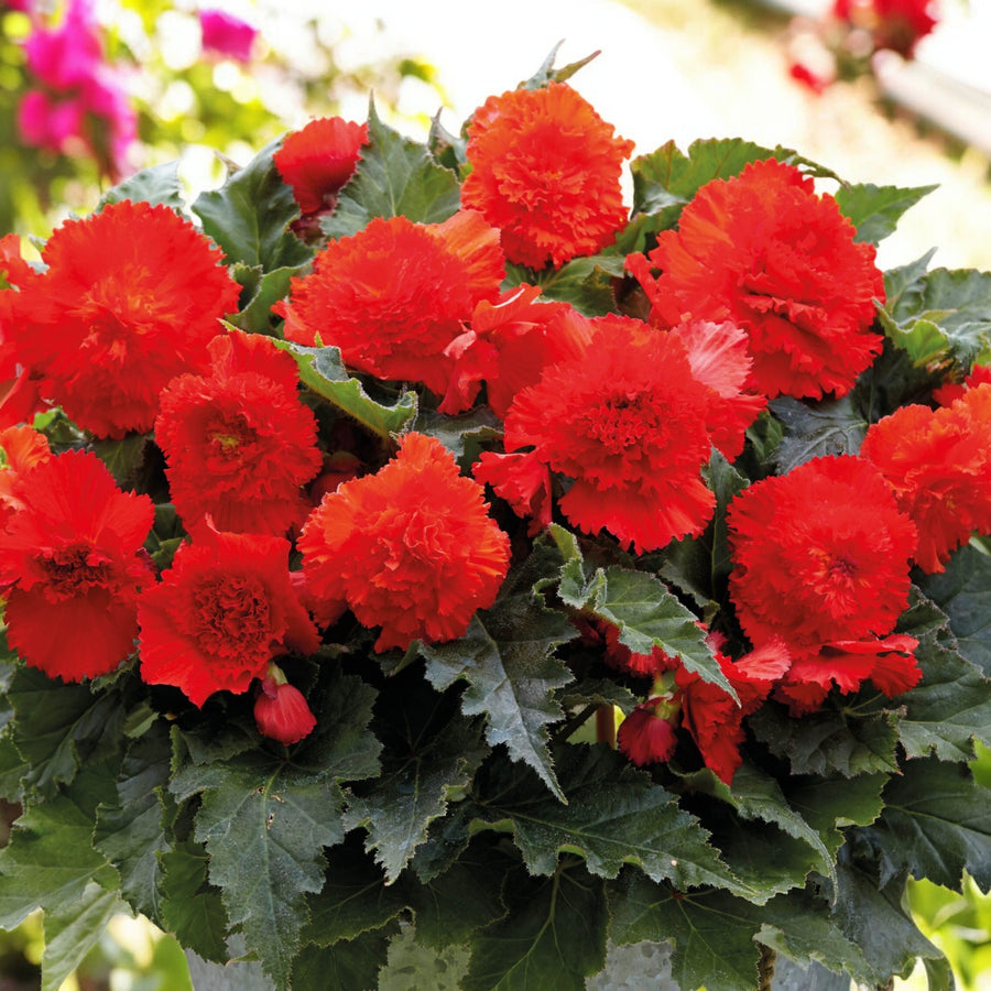 Begonia Fimbriata Tubers Mix  9