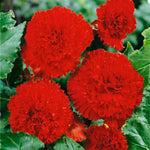 Begonia Fimbriata Tubers Mix  10