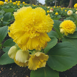 Begonia Fimbriata Tubers Mix  7