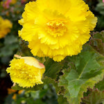 Begonia Fimbriata Tubers Mix  1