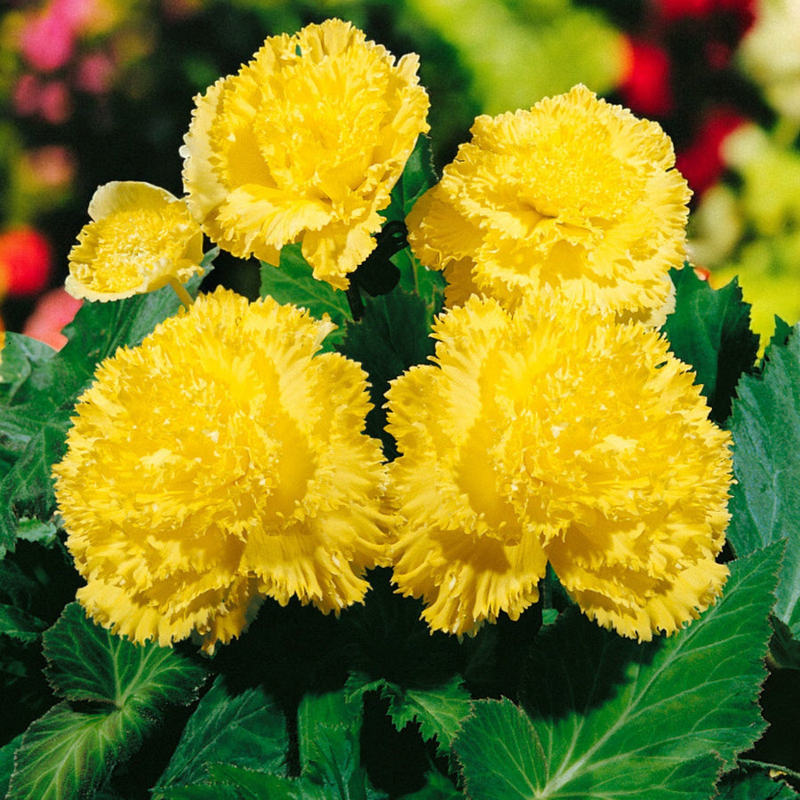 Begonia Fimbriata Tubers Mix  8