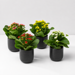 Kalanchoe Flaming Katy  1