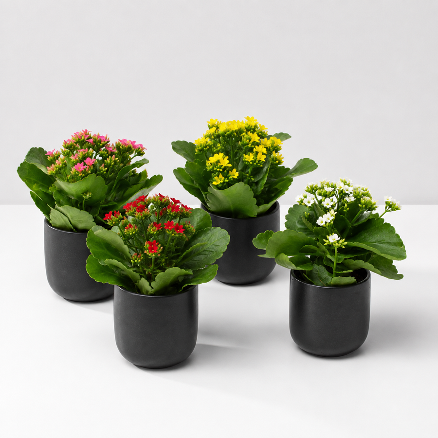 Kalanchoe Flaming Katy  1