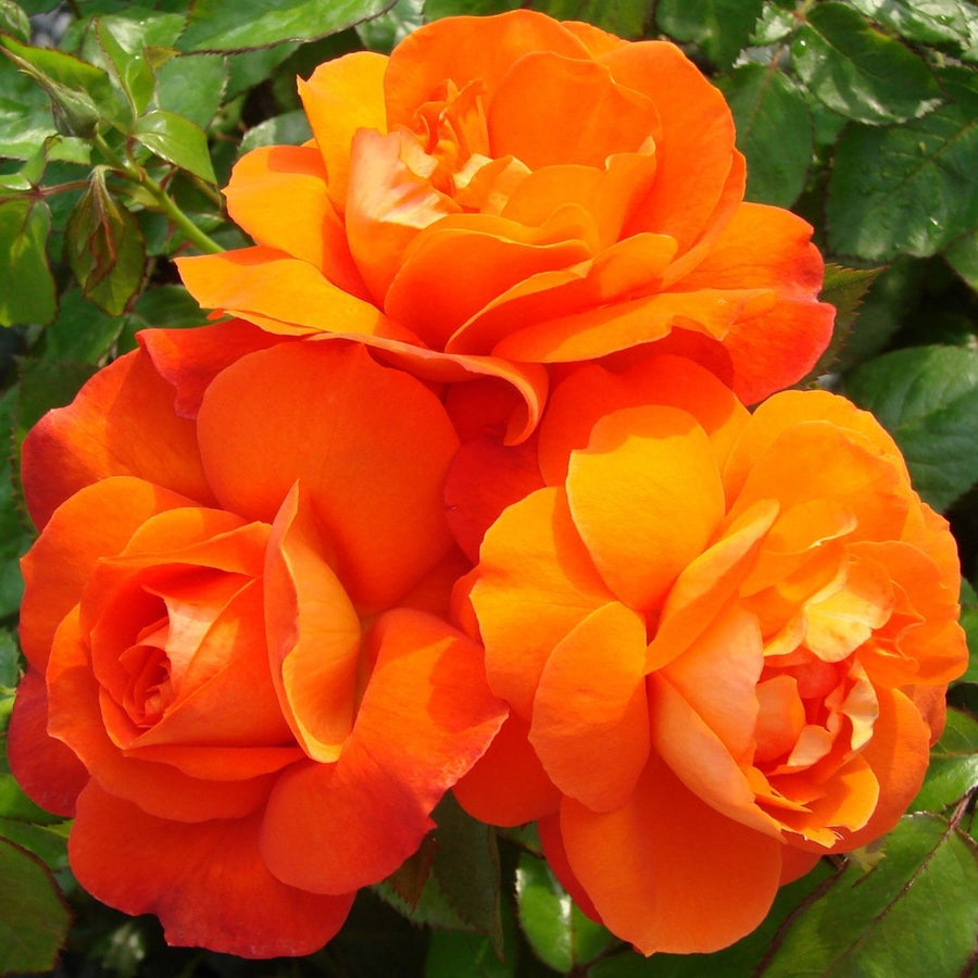 Orange Rose Bush - Super Trouper Flori_Super_Trouper_1_.jpg 1