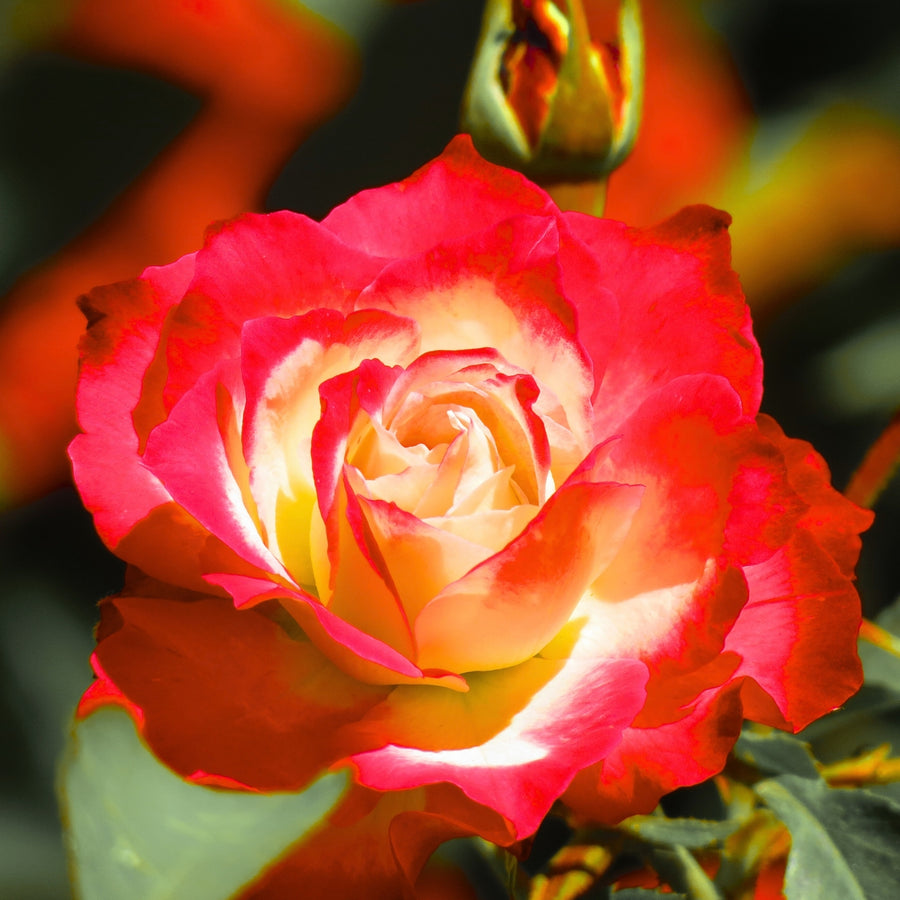 Rose Bush Forty-Niner  1