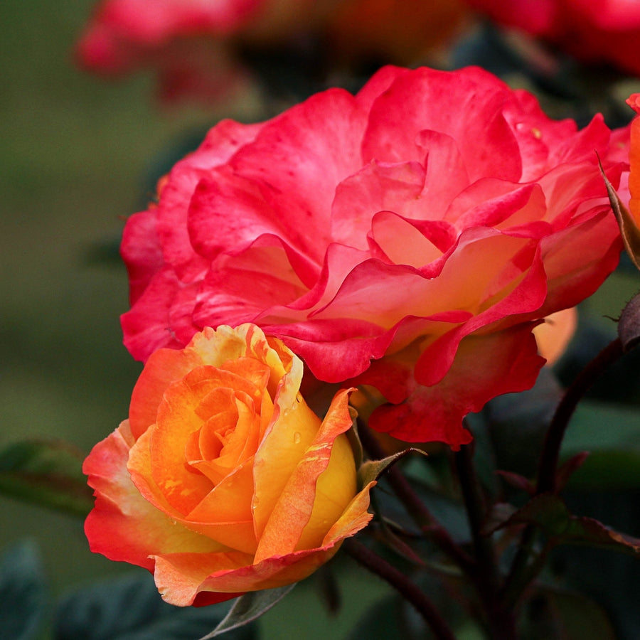 Rose Bush Forty-Niner  2
