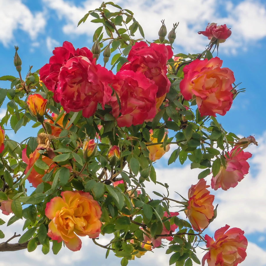 Rose Bush Forty-Niner  3