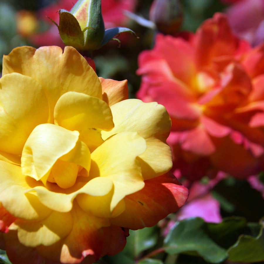 Rose Bush Forty-Niner  4