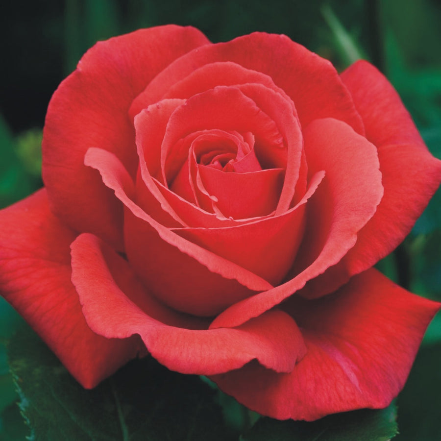 Rose Bush 'Fragrant Cloud' Fragrant Cloud 2
