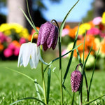 Fritillaria Mixed Spring Bulbs Purple and white flowers with snake style print in bloom, amidst green grass in a natural garden setting. 1