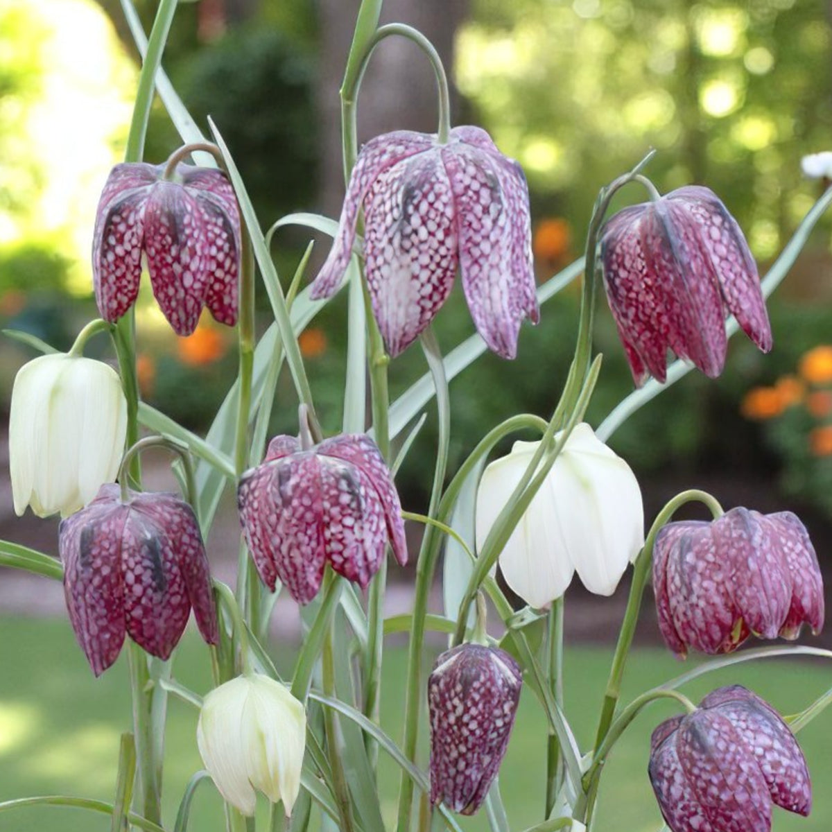 Fritillaria Mixed Spring Bulbs Close up of purple and white flowers with snake style print in bloom, amidst green grass in a natural garden setting. 3