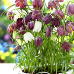 Fritillaria Mixed Spring Bulbs Purple and white flowers with snake style print in bloom, amidst green grass in a natural garden setting. 2