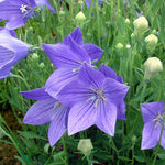 Platycodon Fuji Blue Bare Root  4