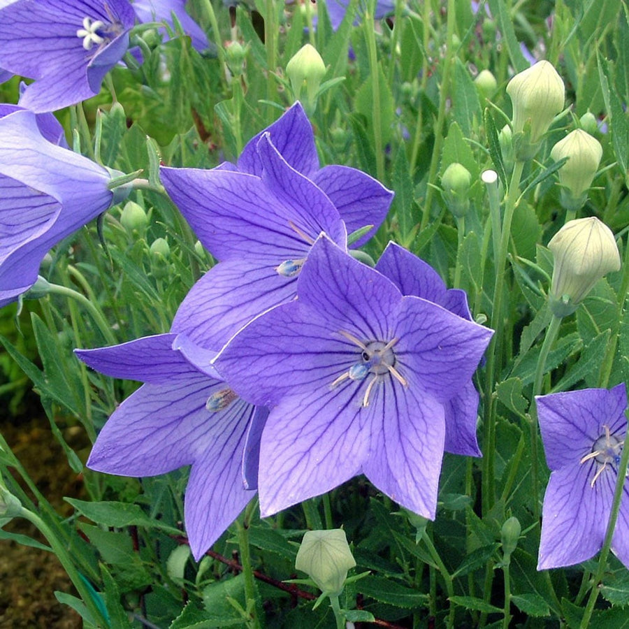 Platycodon Fuji Blue Bare Root  4