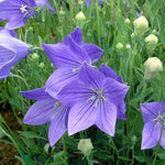 Platycodon Fuji Bare Root  4