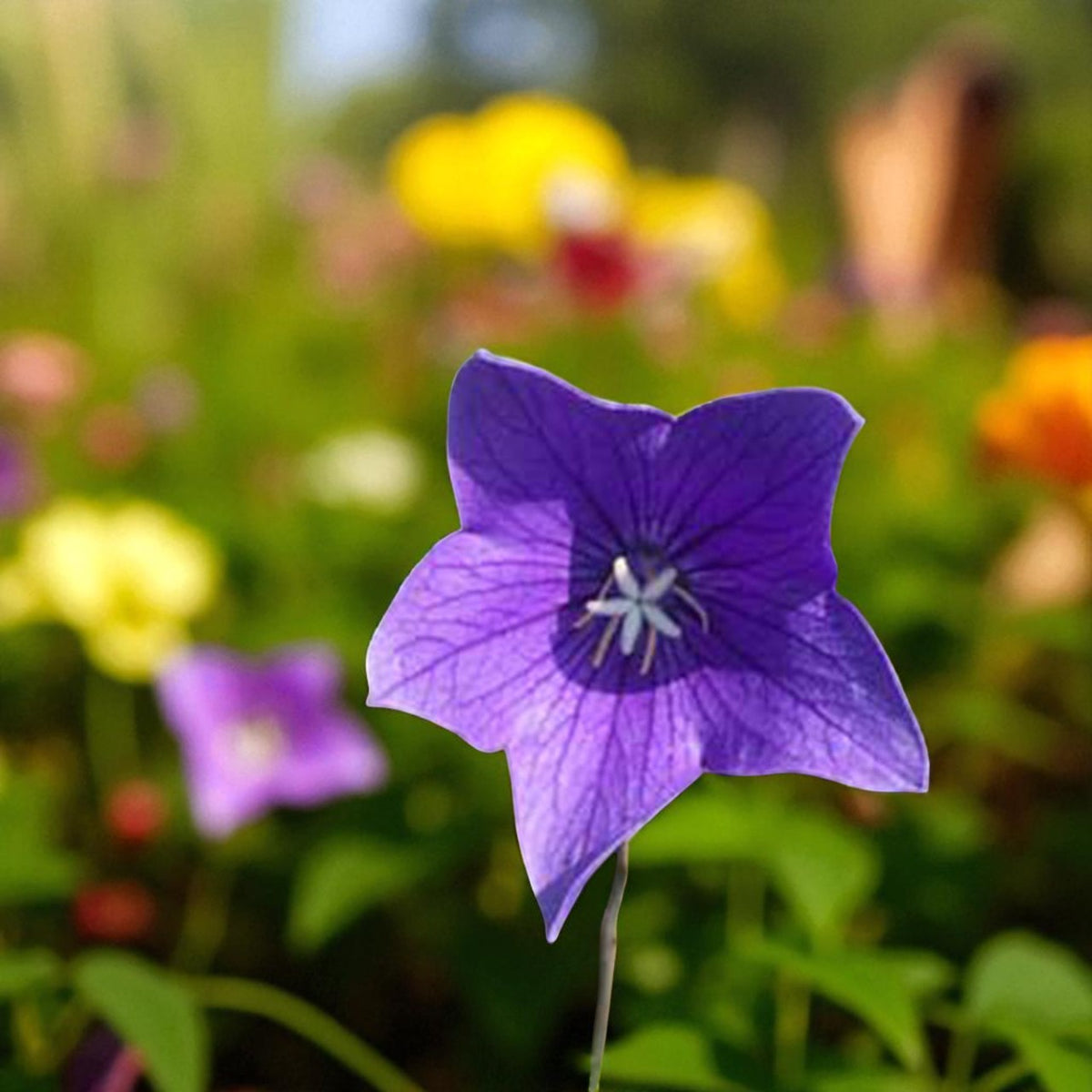 Platycodon Fuji Blue Bare Root  3