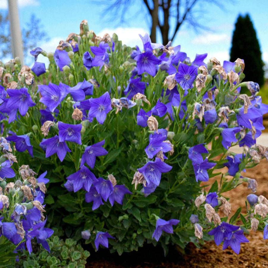 Platycodon Fuji Blue Bare Root  2