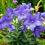 Platycodon Fuji Bare Root  7