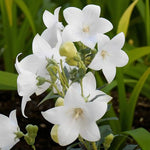 Platycodon Fuji White Bare Root  1
