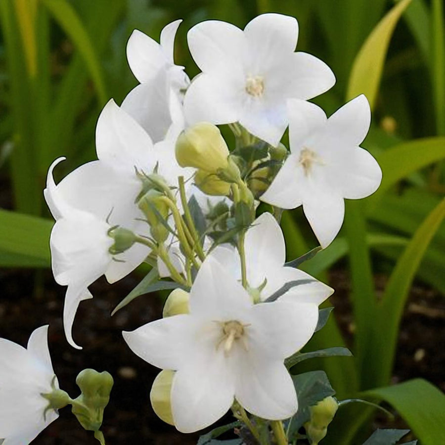 Platycodon Fuji White Bare Root  1