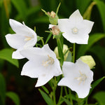 Platycodon Fuji White Bare Root  3