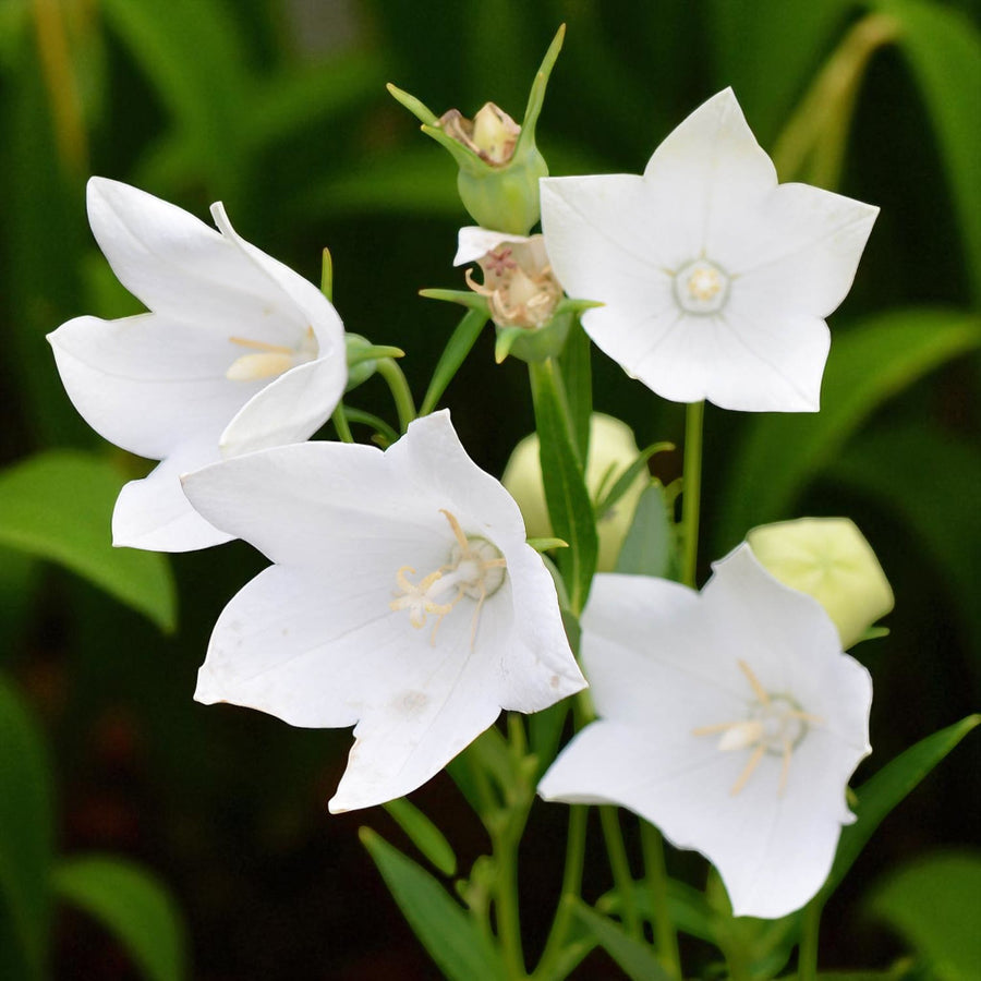 Phlox, Agastache & Platycodon Bare Root Mix  4