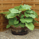 Rhubarb Bare Root Crowns  6