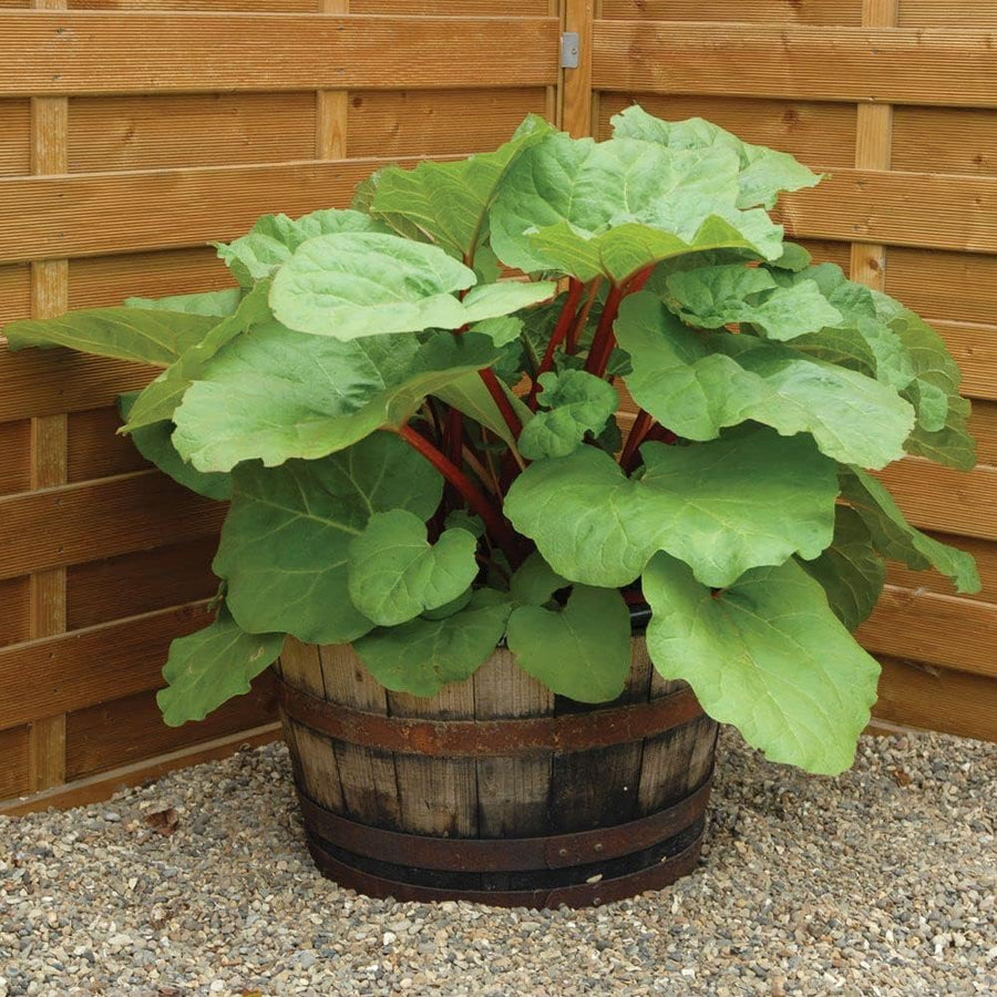 Rhubarb Bare Root Crowns  6