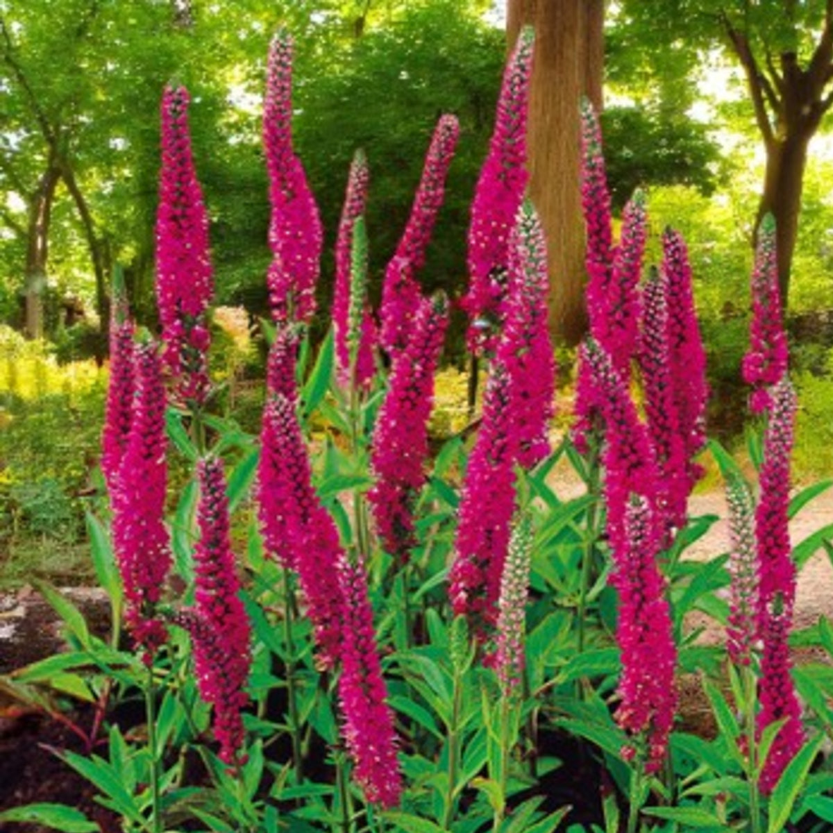 Veronica Spicata Cluster of tall veronica spicata plants in dark pink colour, in garden setting.  3
