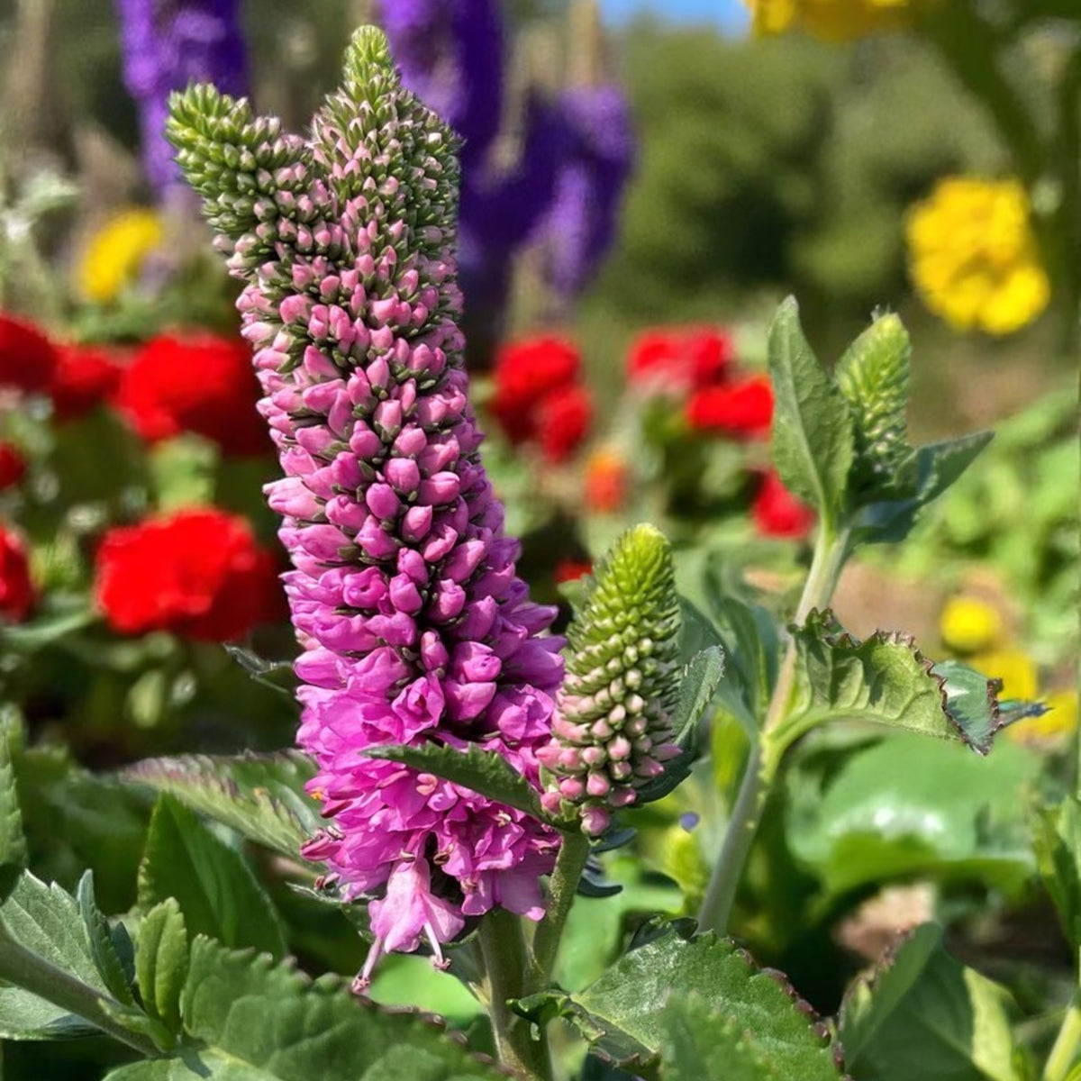 Veronica Spicata Close up of tall veronica spicata plant in pink colour, in garden setting.  2