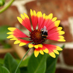 Gaillardia, Heliopsis & Papaver Bare Root Mix  2